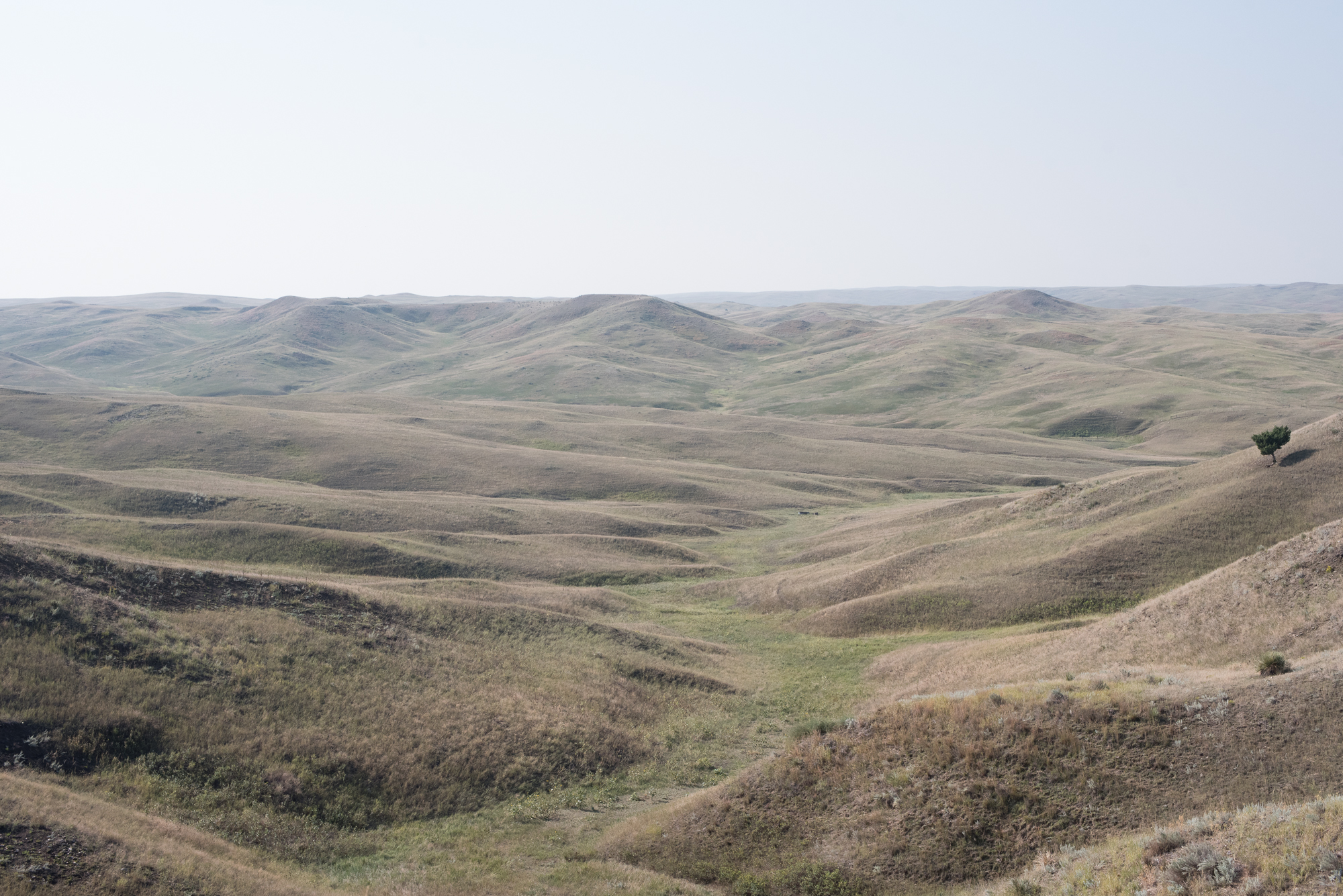 Rolling grassland at Badlands National Park