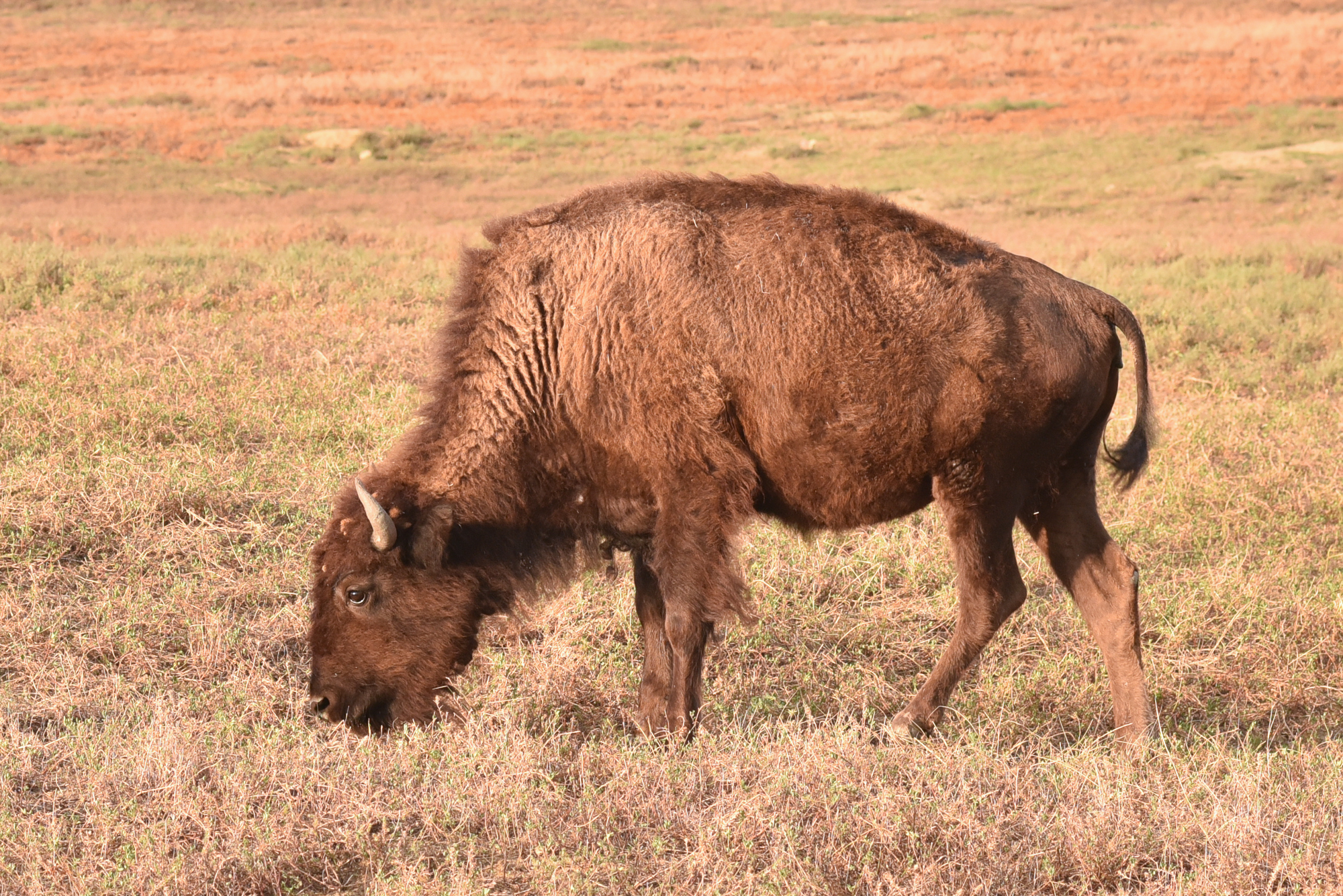 Juvenile bison at Badlands National Park