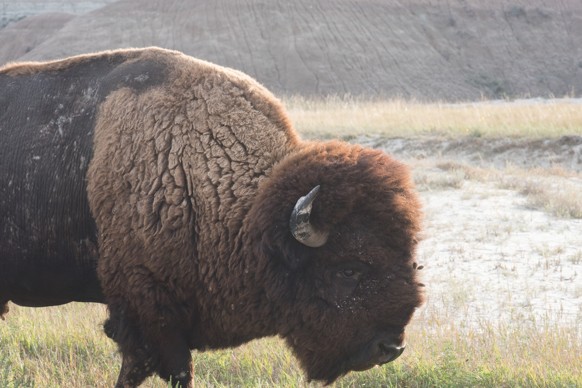 Bison at Badlands National Park