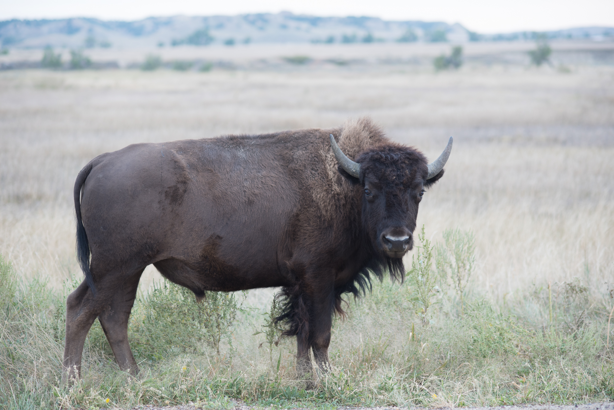 Bison at Badlands National Park