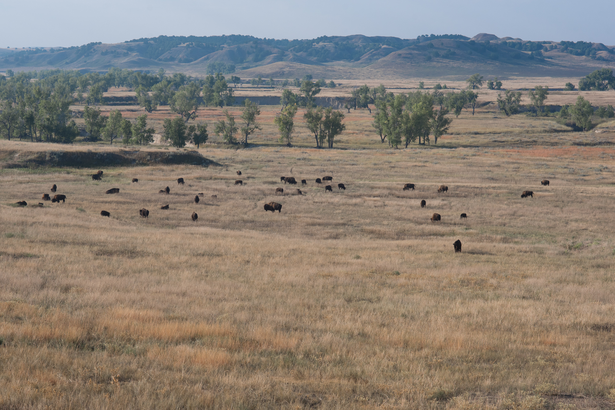 Herd of bison at Badlands National Park