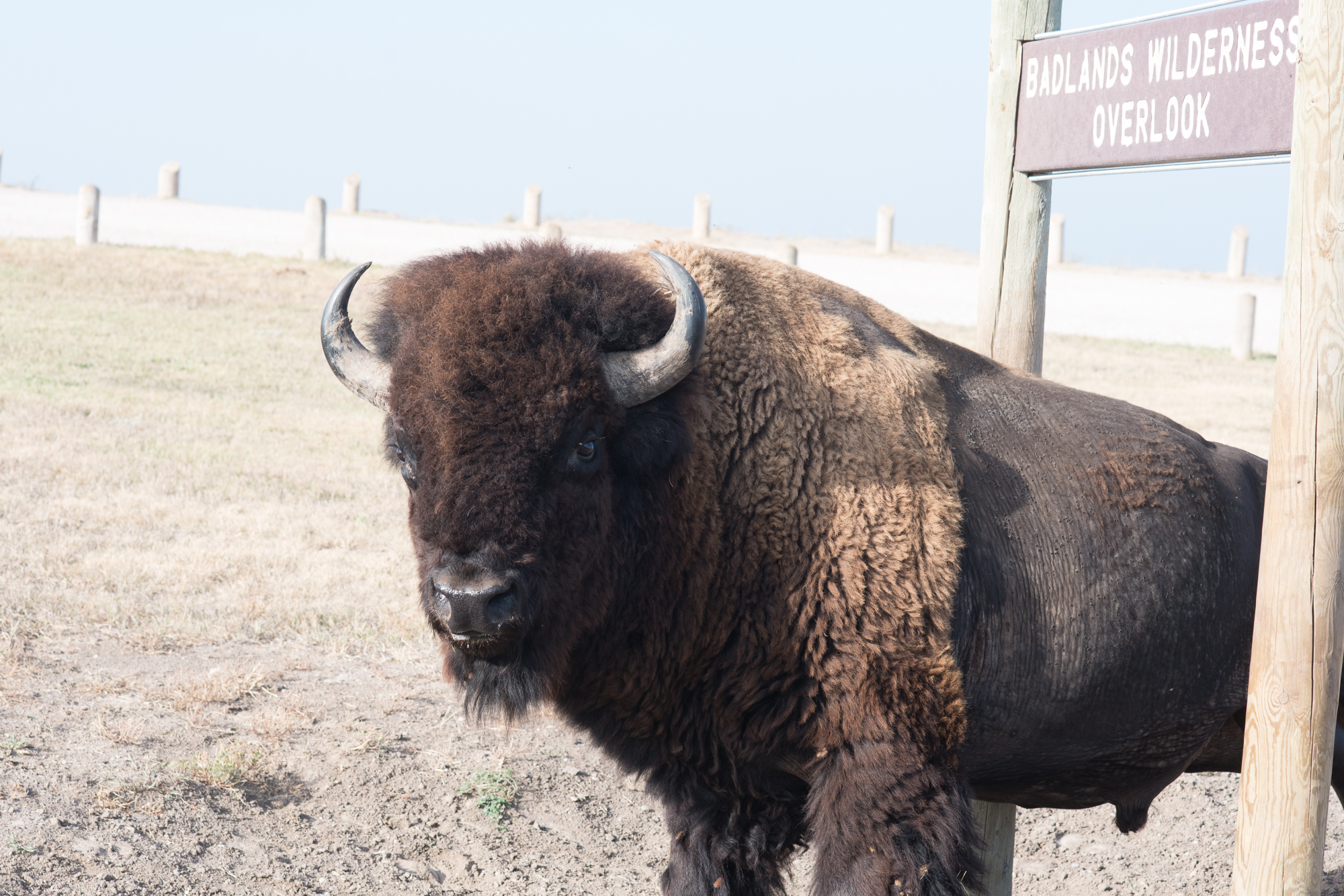 Bison at Badlands National Park