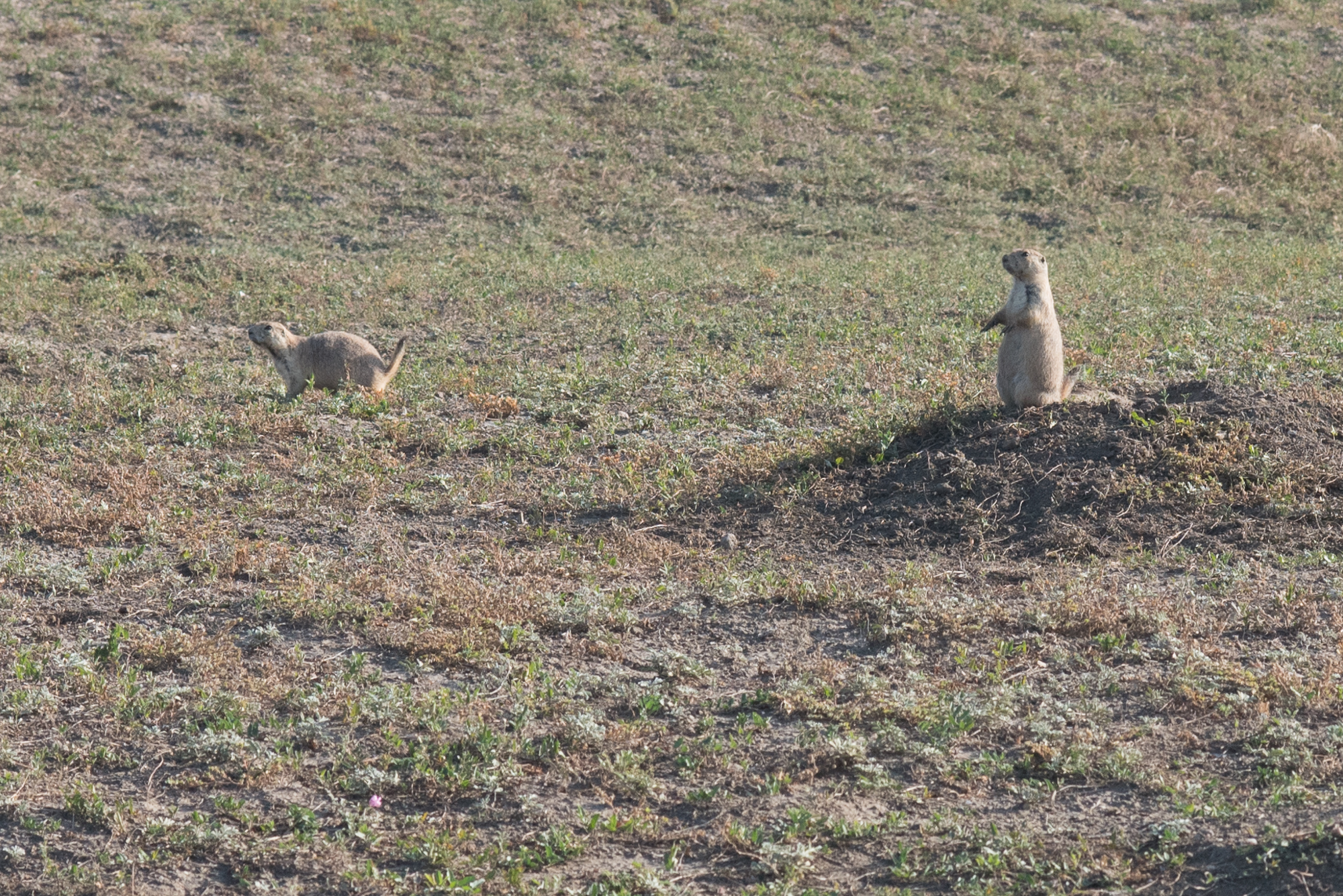 Prairie Dogs at Badlands National Park