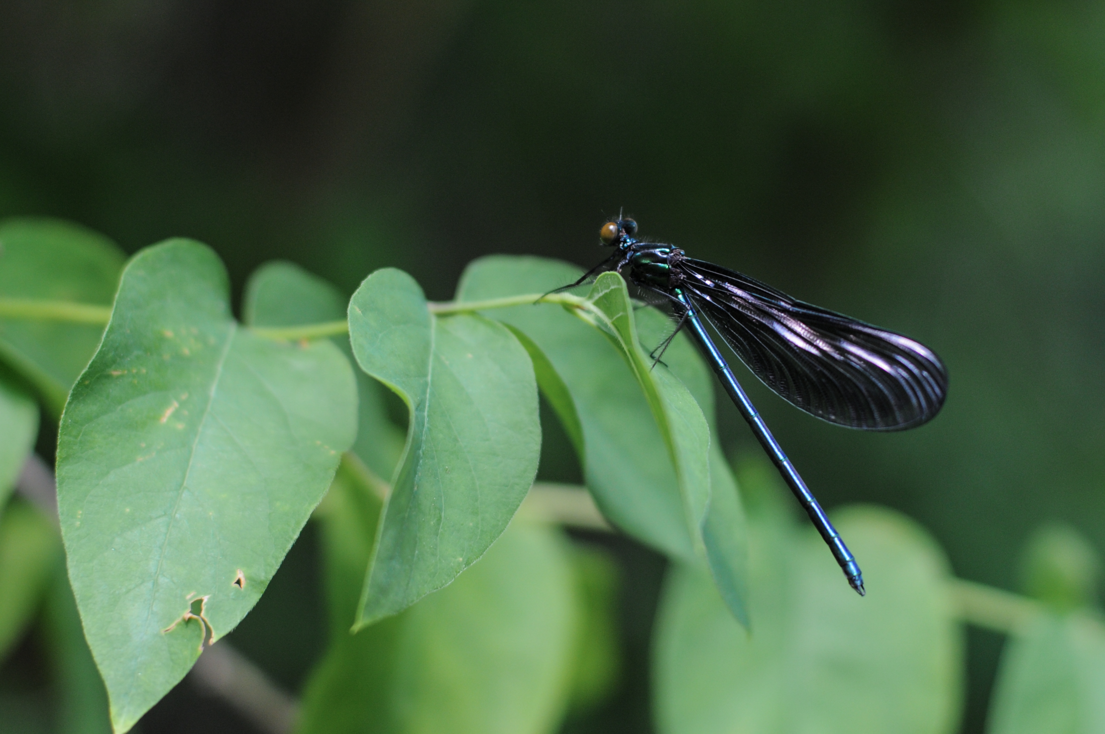 Damsel Fly