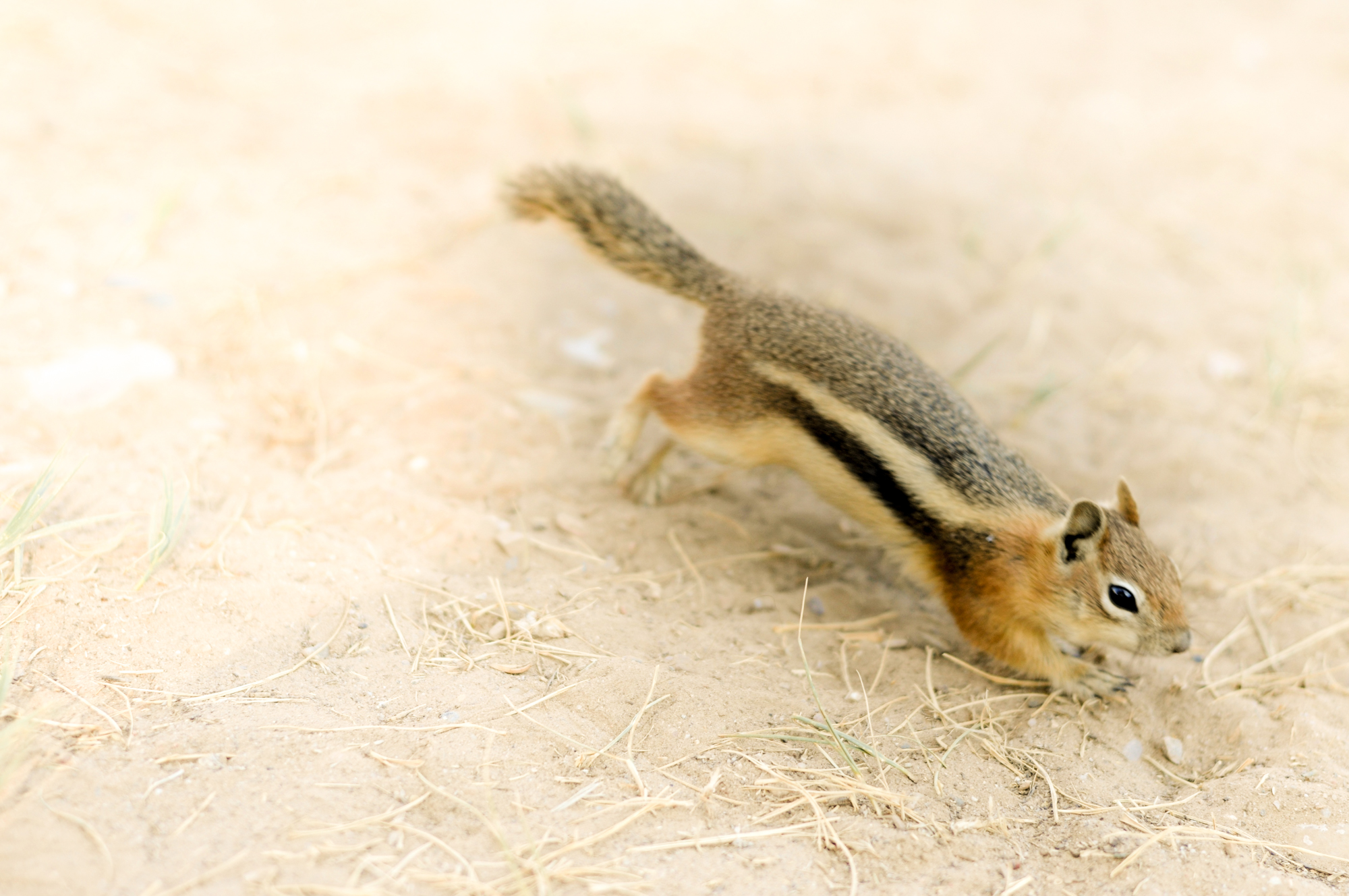 Ground Squirrel