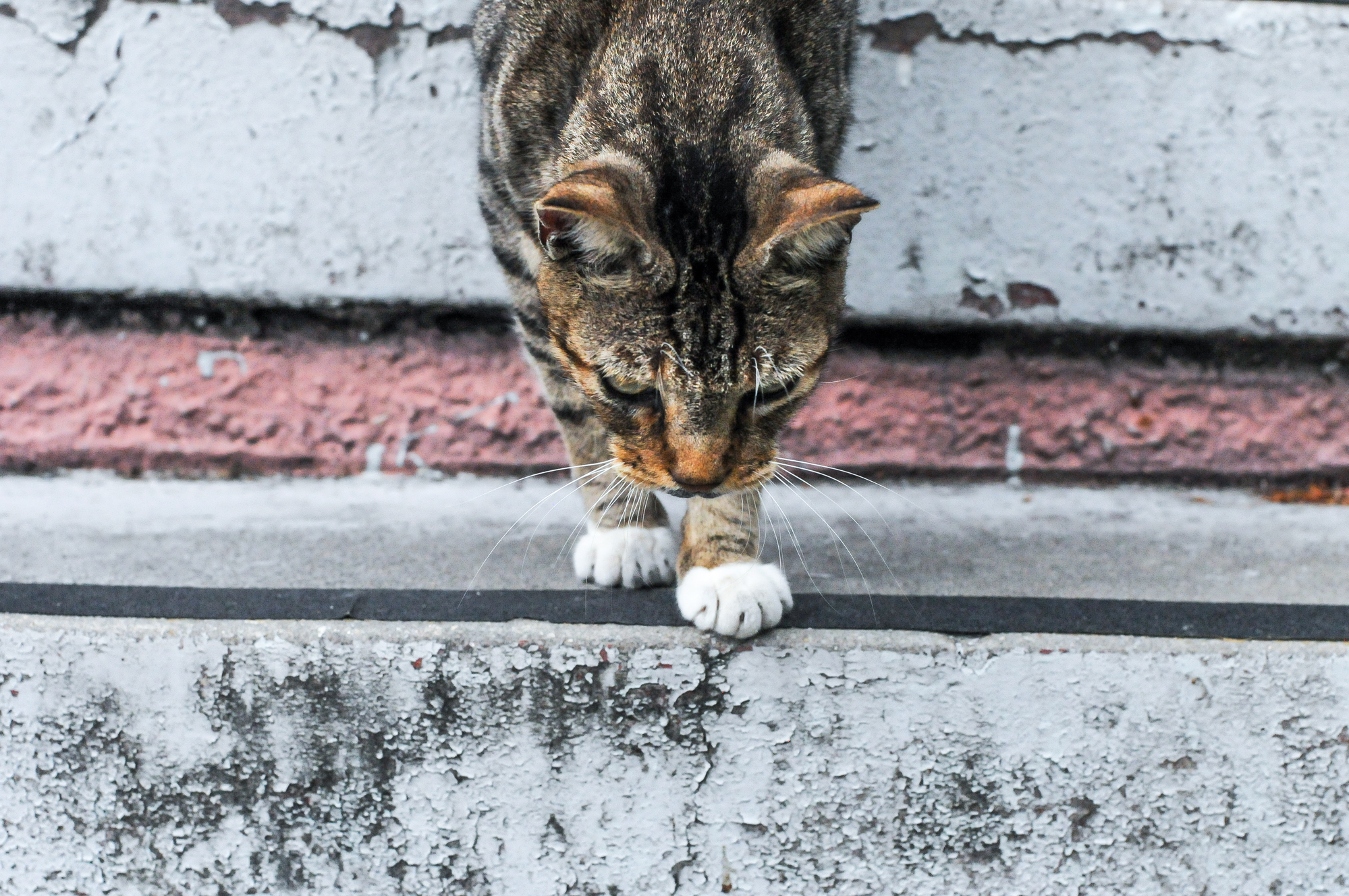 New Orleans Cat