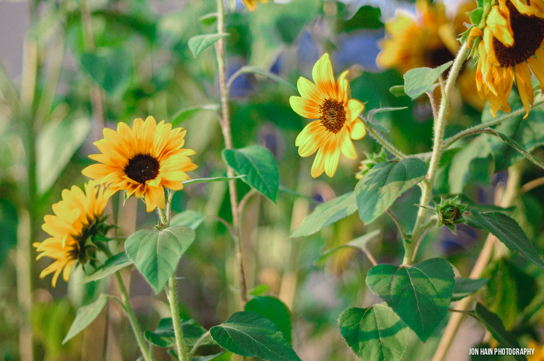 Sunflowers