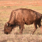 Juvenile bison at Badlands National Park
