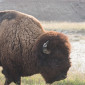 Bison at Badlands National Park