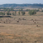 Herd of bison at Badlands National Park