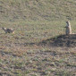 Prairie Dogs at Badlands National Park